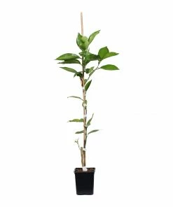Fast Growing Trees Valencia Orange Tree Citrus Trees