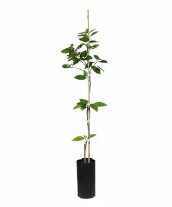 Fast Growing Trees Valencia Orange Tree Citrus Trees