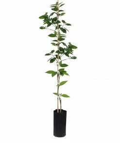 Fast Growing Trees Valencia Orange Tree Citrus Trees