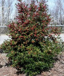 Fast Growing Trees Holly Trees Oak Leaf™ Holly Tree