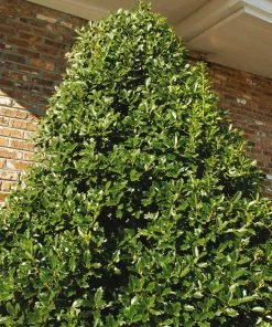 Fast Growing Trees Oakland® Holly Tree