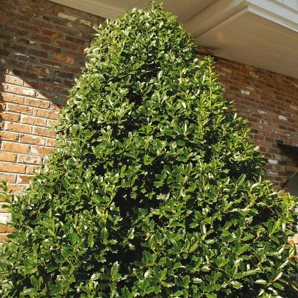 Fast Growing Trees Oakland® Holly Tree 4 Fast Growing Trees Oakland® Holly Tree