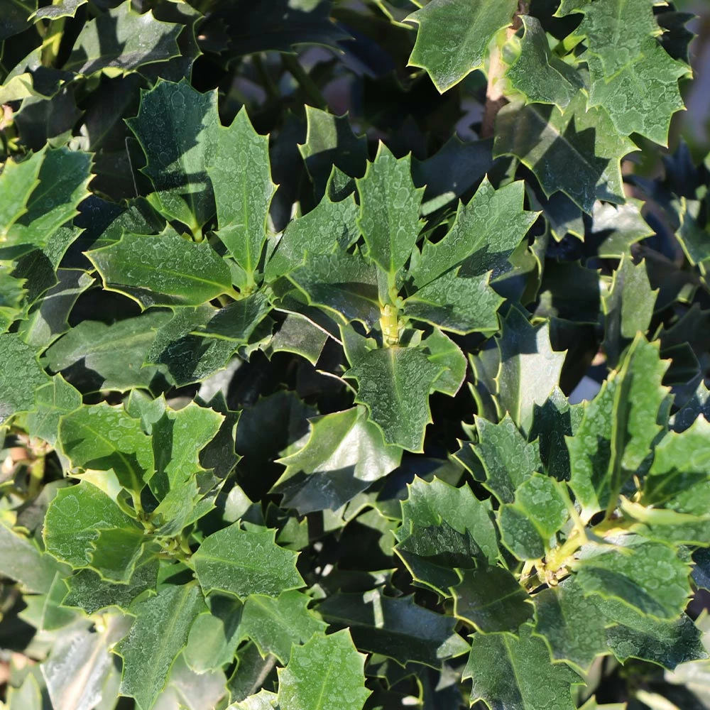 Fast Growing Trees Oakland® Holly Tree 6 Fast Growing Trees Oakland® Holly Tree