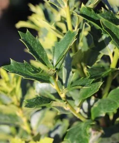 Fast Growing Trees Oakland® Holly Tree 11 Fast Growing Trees Oakland® Holly Tree