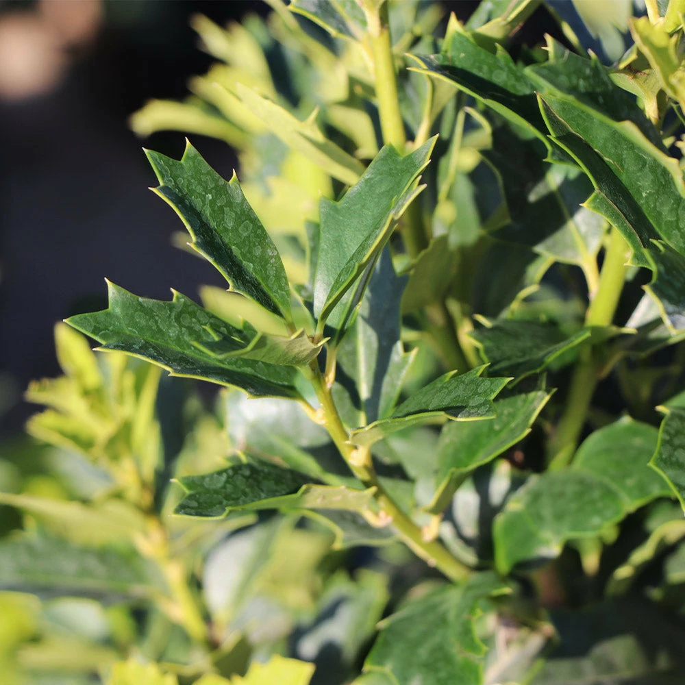 Fast Growing Trees Oakland® Holly Tree 7 Fast Growing Trees Oakland® Holly Tree