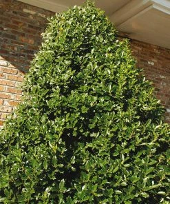 Fast Growing Trees Oakland® Holly Tree