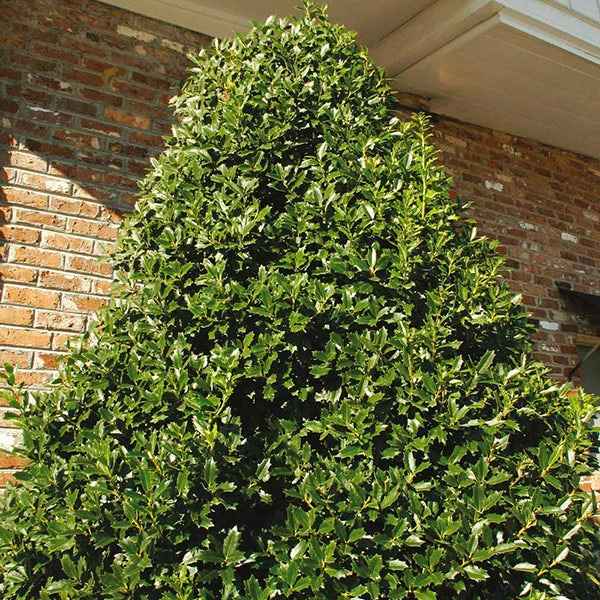 Fast Growing Trees Oakland® Holly Tree 3 Fast Growing Trees Oakland® Holly Tree