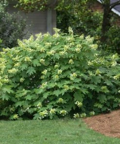 Fast Growing Trees Oakleaf Hydrangea Shrub