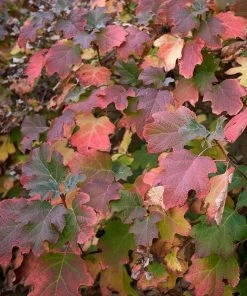 Fast Growing Trees Oakleaf Hydrangea Shrub