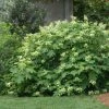 Fast Growing Trees Oakleaf Hydrangea Shrub