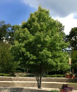 Fast Growing Trees Maple Trees October Glory Red Maple Tree