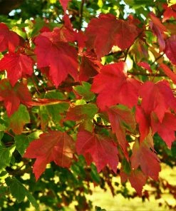 Fast Growing Trees Maple Trees October Glory Red Maple Tree