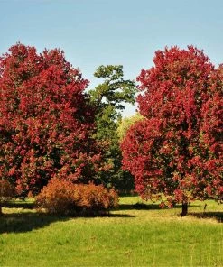 Fast Growing Trees Maple Trees October Glory Red Maple Tree