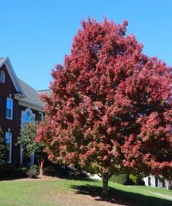 Fast Growing Trees Maple Trees October Glory Red Maple Tree