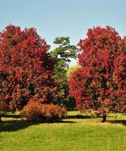 Fast Growing Trees Maple Trees October Glory Red Maple Tree