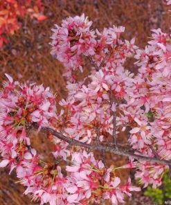 Fast Growing Trees Okame Cherry Tree 14 Fast Growing Trees Okame Cherry Tree