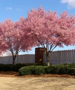Fast Growing Trees Okame Cherry Tree 13 Fast Growing Trees Okame Cherry Tree
