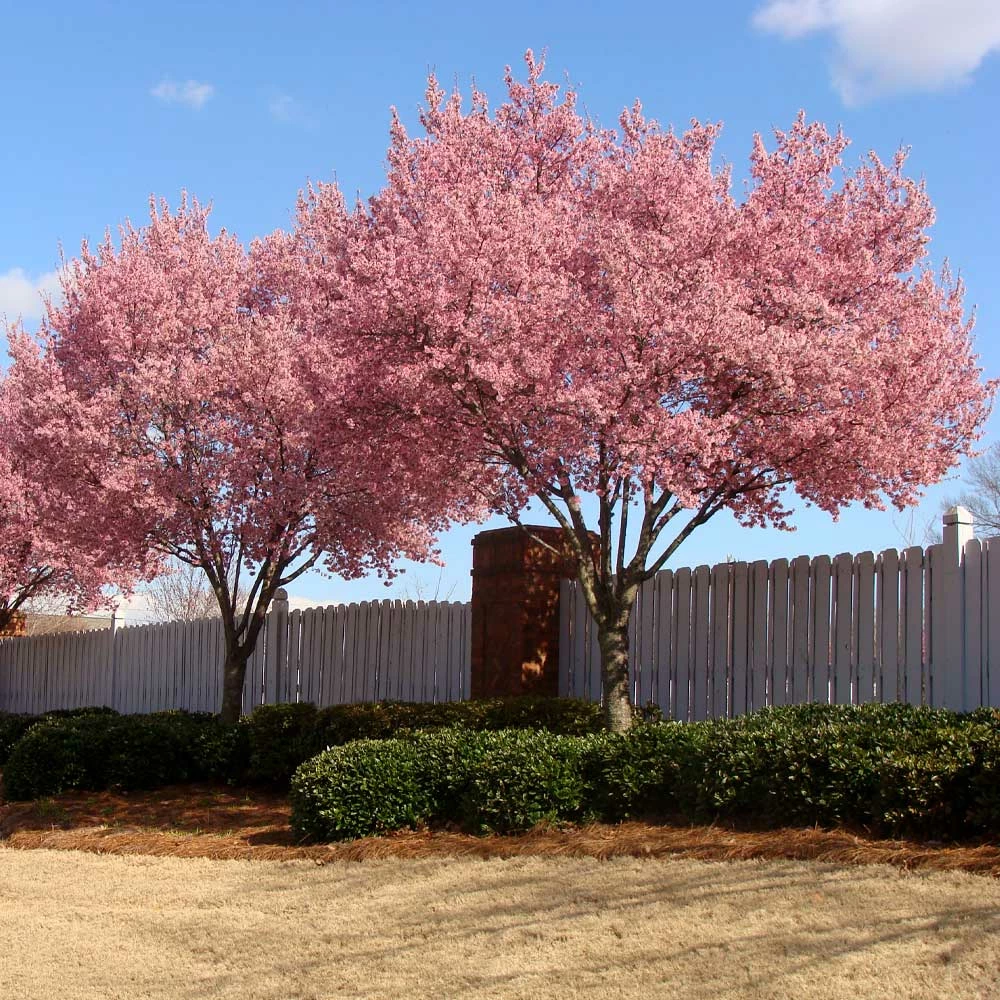 Fast Growing Trees Okame Cherry Tree 7 Fast Growing Trees Okame Cherry Tree