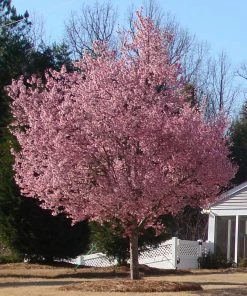 Fast Growing Trees Okame Cherry Tree 15 Fast Growing Trees Okame Cherry Tree