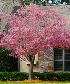 Fast Growing Trees Okame Cherry Tree 12 Fast Growing Trees Okame Cherry Tree
