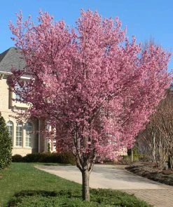 Fast Growing Trees Okame Cherry Tree