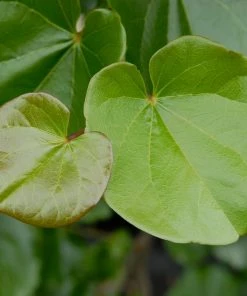 Fast Growing Trees Redbud Trees Oklahoma Redbud