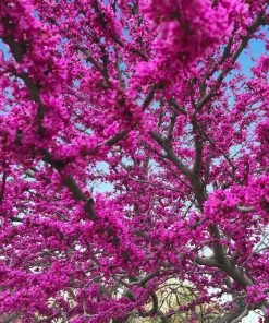 Fast Growing Trees Redbud Trees Oklahoma Redbud