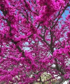 Fast Growing Trees Redbud Trees Oklahoma Redbud