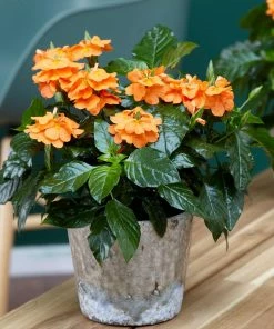 Fast Growing Trees Orange Marmalade Crossandra Shrub See All Shrubs & Hedges 9 Fast Growing Trees Orange Marmalade Crossandra Shrub See All Shrubs & Hedges