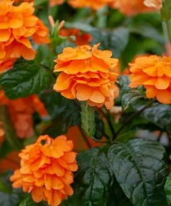 Fast Growing Trees Orange Marmalade Crossandra Shrub See All Shrubs & Hedges