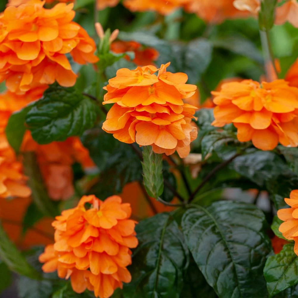 Fast Growing Trees Orange Marmalade Crossandra Shrub See All Shrubs & Hedges 4 Fast Growing Trees Orange Marmalade Crossandra Shrub See All Shrubs & Hedges
