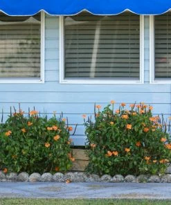 Fast Growing Trees Orange Marmalade Crossandra Shrub See All Shrubs & Hedges 8 Fast Growing Trees Orange Marmalade Crossandra Shrub See All Shrubs & Hedges