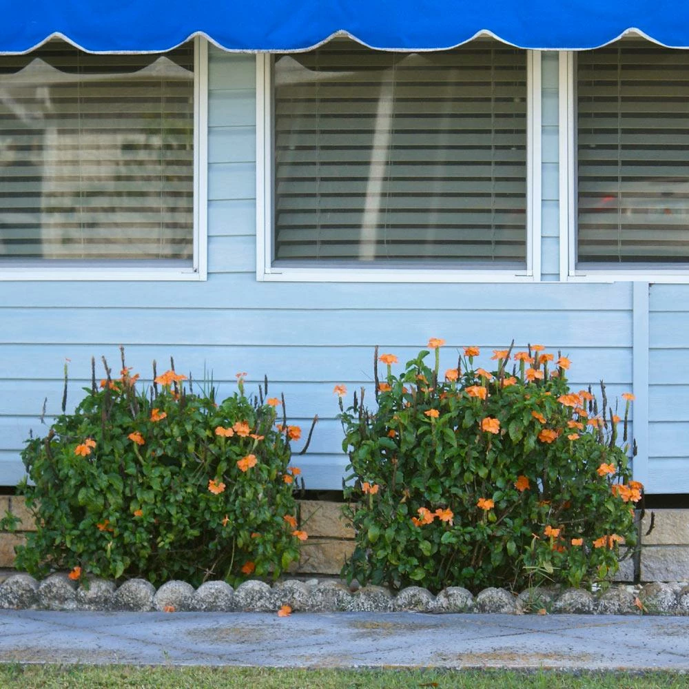 Fast Growing Trees Orange Marmalade Crossandra Shrub See All Shrubs & Hedges 5 Fast Growing Trees Orange Marmalade Crossandra Shrub See All Shrubs & Hedges