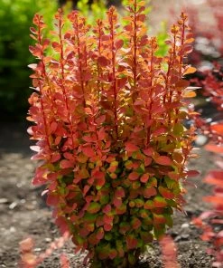 Fast Growing Trees Orange Rocket Barberry Shrub