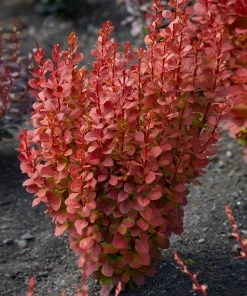 Fast Growing Trees Orange Rocket Barberry Shrub