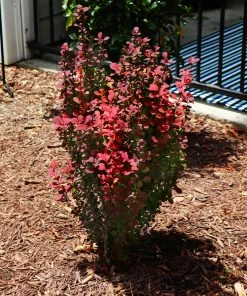 Fast Growing Trees Orange Rocket Barberry Shrub