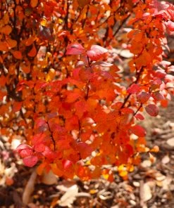 Fast Growing Trees Orange Rocket Barberry Shrub