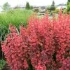 Fast Growing Trees Orange Rocket Barberry Shrub 1 Fast Growing Trees Orange Rocket Barberry Shrub