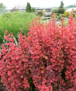 Fast Growing Trees Orange Rocket Barberry Shrub