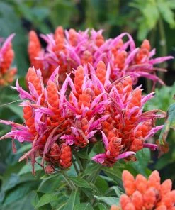 Fast Growing Trees See All Flowering Trees Orange Shrimp Plant