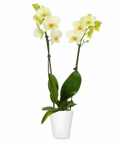 Fast Growing Trees Orchid Plant In White Pot