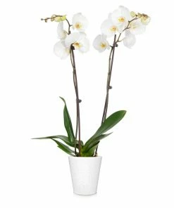 Fast Growing Trees Orchid Plant In White Pot