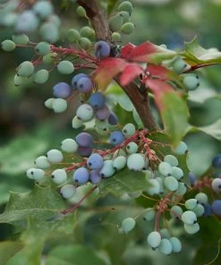 Fast Growing Trees Oregon Grape Holly Shrub See All Shrubs & Hedges