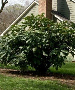 Fast Growing Trees Oregon Grape Holly Shrub See All Shrubs & Hedges