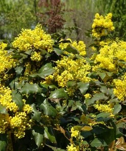 Fast Growing Trees Oregon Grape Holly Shrub See All Shrubs & Hedges