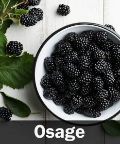 Fast Growing Trees 3 In 1 Thornless Blackberry Blackberry Bushes