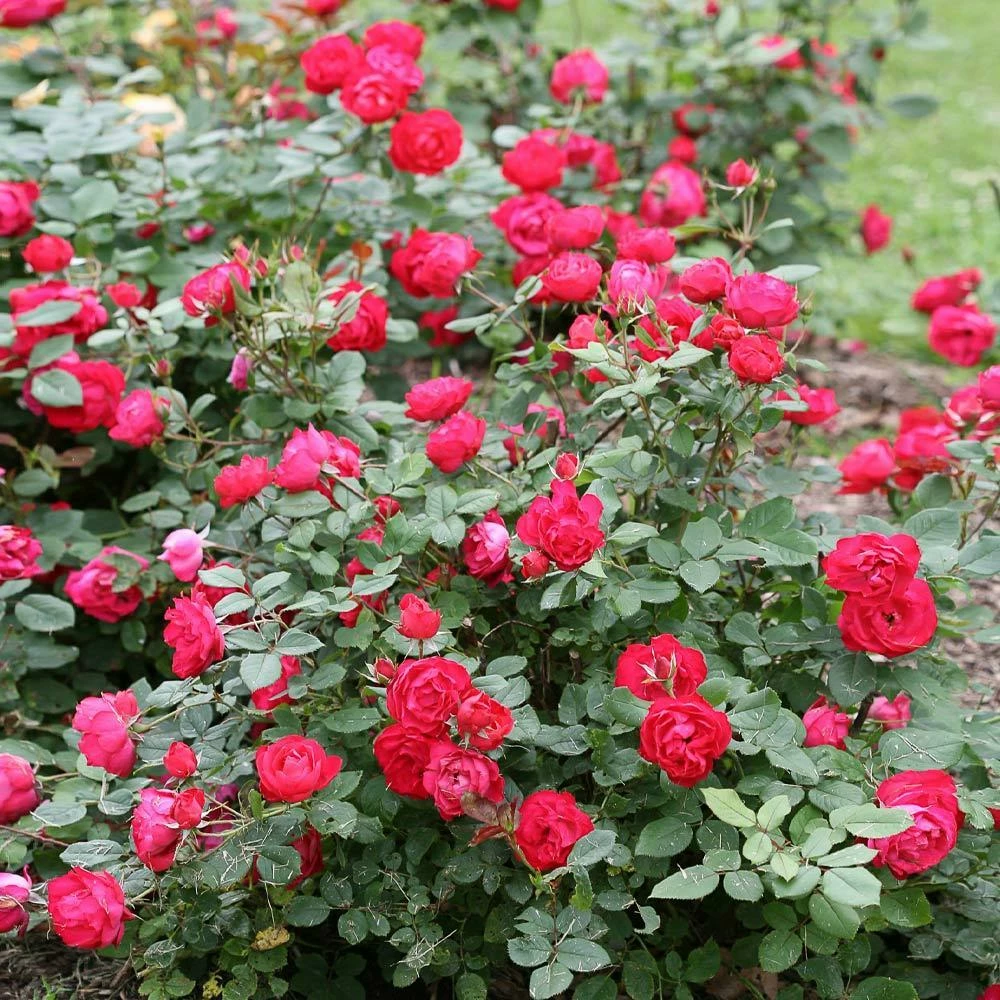 Fast Growing Trees Roses Oso Easy® Double Red Rose 5 Fast Growing Trees Roses Oso Easy® Double Red Rose