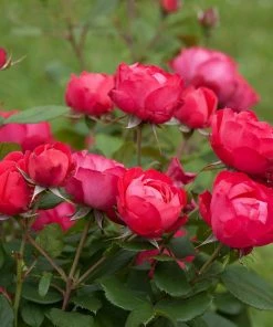 Fast Growing Trees Roses Oso Easy® Double Red Rose 8 Fast Growing Trees Roses Oso Easy® Double Red Rose