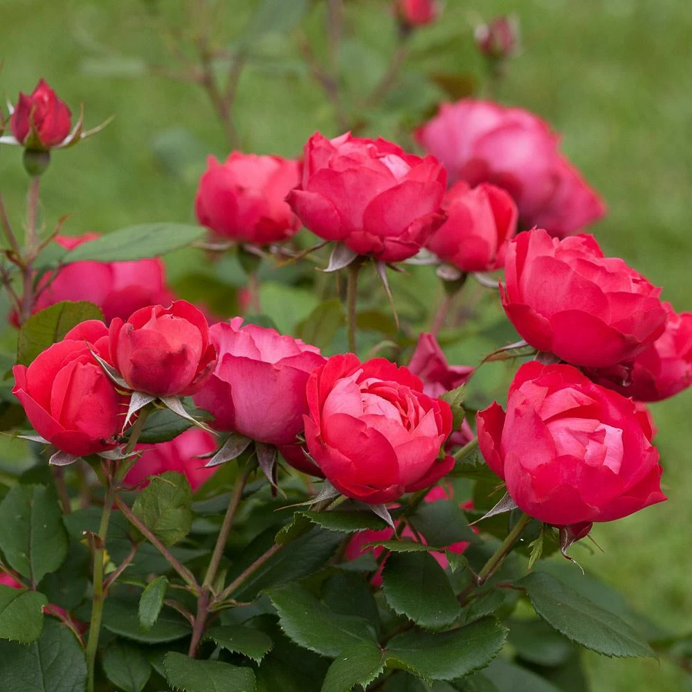 Fast Growing Trees Roses Oso Easy® Double Red Rose 4 Fast Growing Trees Roses Oso Easy® Double Red Rose