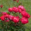 Fast Growing Trees Roses Oso Easy® Double Red Rose